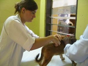 A qualified vet works with an animal at her PRO placement A qualified Projects Abroad volunteer works with one of the dogs at her placement