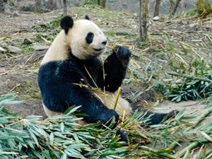 Panda del proyecto de Cuidado Animal en China Panda comiendo bambú en centro de investigación en China