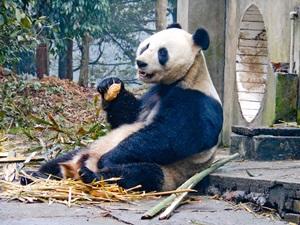Panda del centro de rescate de proyecto de voluntariado de Cuidado Animal en China Panda en Centro de Rescate en proyecto de voluntariado en China